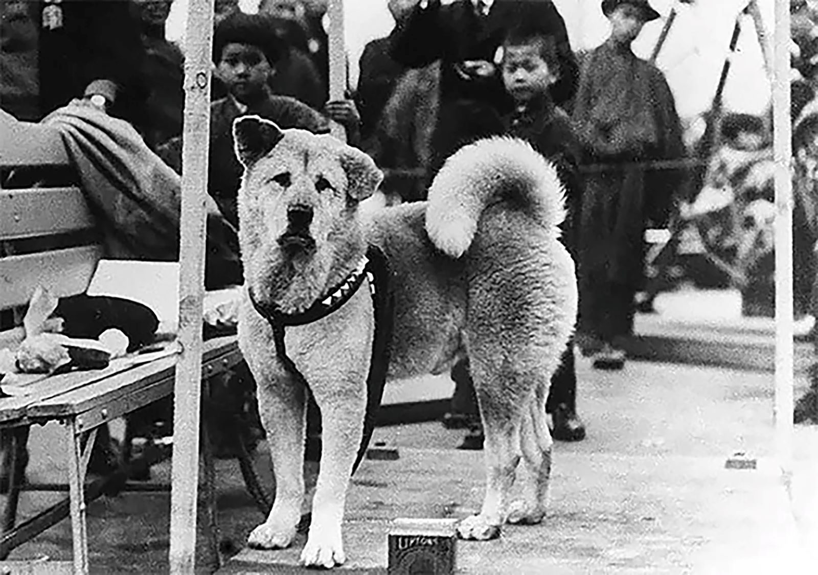 8 marca 1935 roku zmarł pies Hachikō